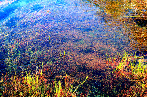 Te Waikoropupu Springs Plants photo