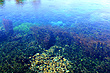 Water Clarity at Pupu Springs photo