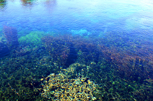 Pupu Springs Aquatic Environment photo