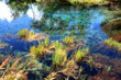 Close Up View of Pupu Springs Vegetation photo