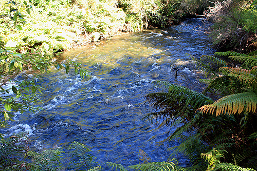 Waikoropupu River photo