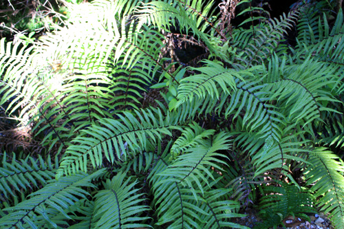 Ground Ferns at Pupu Springs photo