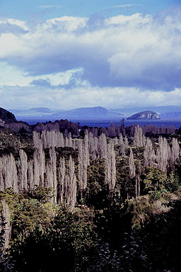 Lake Taupo photo