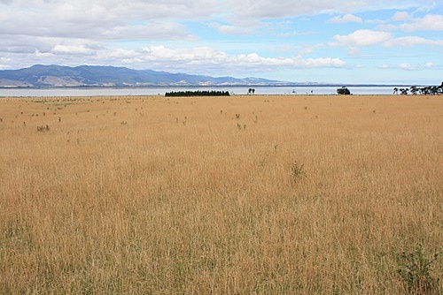 Lake Wairarapa photo