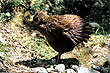 New Zealand Woodhen photo