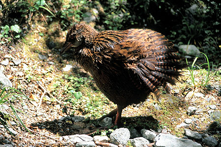 Woodhen photo