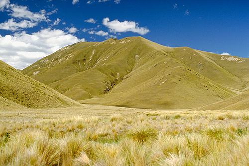 Tussock Grass Lindis Pass photo