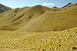 Tussock Grass photo