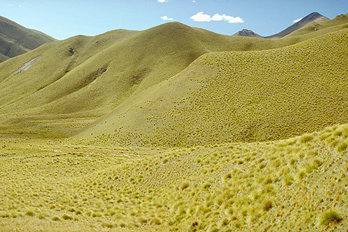 Natures Carpet Lindis Pass  photo