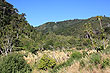 Rimutaka Forest Park photo