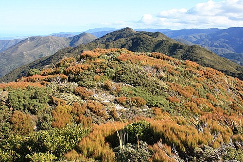 Alpine Vegetation photo