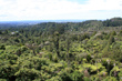 Waitakere Bush photo