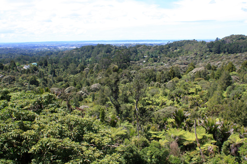 Native Forest Waitakere Ranges photo