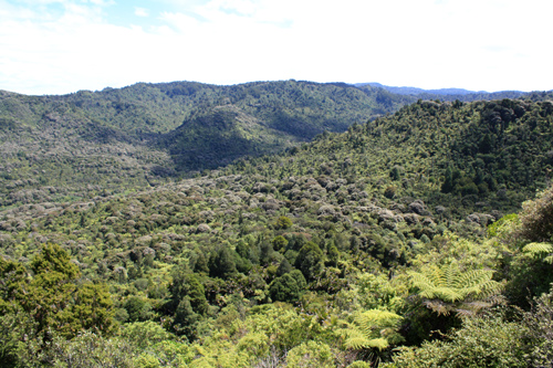 Native Bush Waitakere Ranges photo