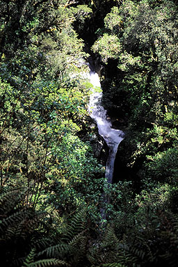 Waterfall in Fiordland photo