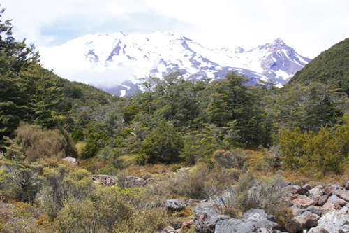 Mangawhero River & Mt Ruapehu photo