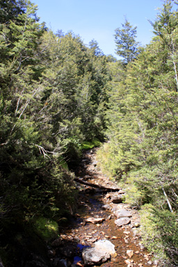 Mangawhero River & Forest photo