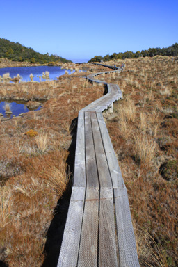 Boardwalk Waitonga Falls photo