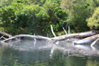 Paradise Waikato River photo