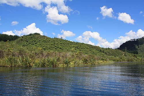 Waikato River View & Native Bush photo