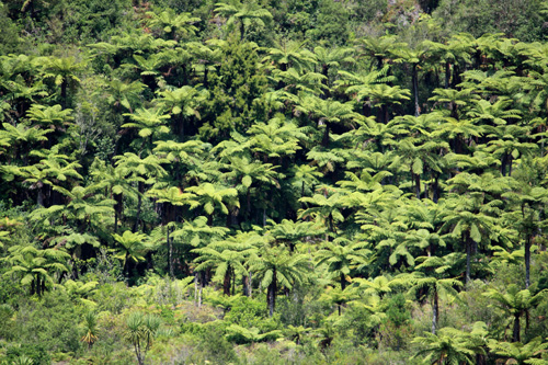 Waikato River View of Ferns photo