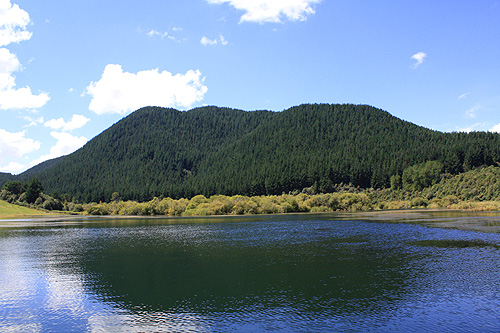 Waikato River & Pines photo