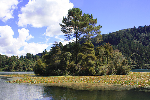 Small Island on the Waikato River photo
