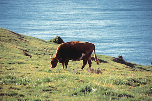 Dairy Cow photo