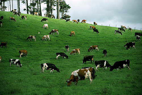 Dairy Cows photo