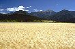 Wheat field photo