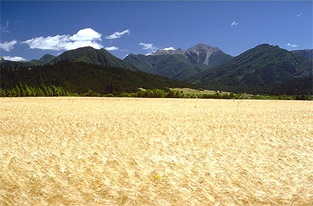 Wheatfield photo