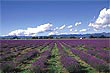 Lavender field photo