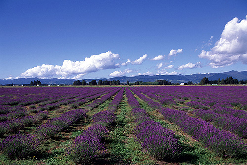 Lavender photo