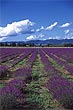 Lavender field photo