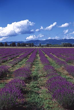 Lavender photo