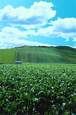 Corn Field photo