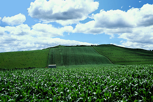 Corn Field photo