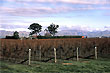 Vineyard photo