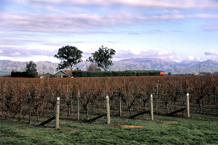 Vineyard photo