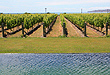 Vineyard photo