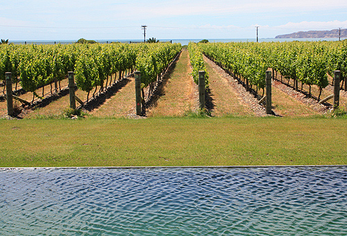 Vineyard at Elephant Hill photo