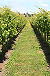 Vineyard photo