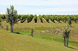 Vineyard photo