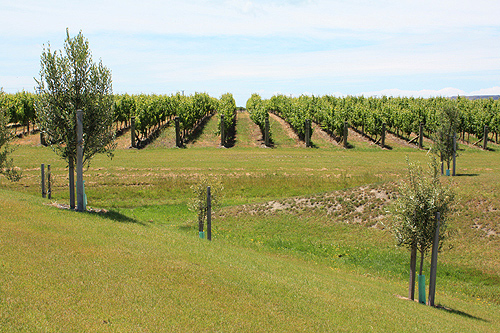 Vine Groves at Elephant Hill photo