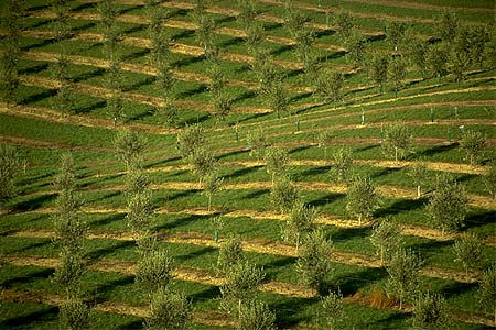 Olive Industry photos