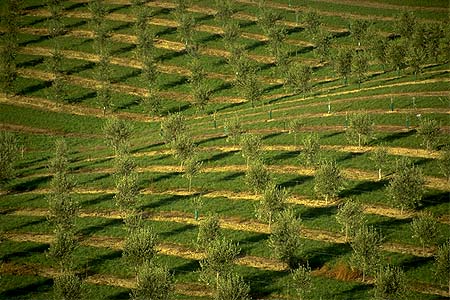 Tasman Bay Olives photo