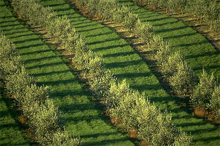 Olive Groves photo