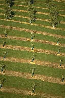 Olive Groves photo