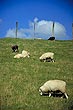 Grazing Sheep photo