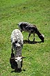 Sheep Grazing photo